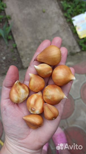 Луковицы тюльпанов и нарциссов