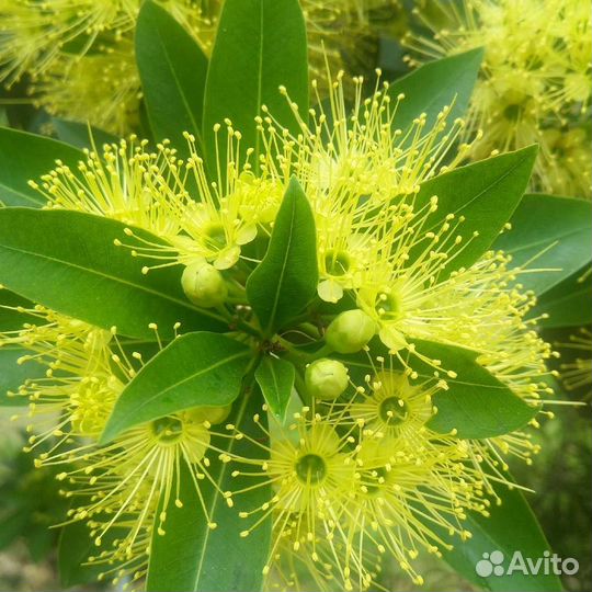 Ксантостемон золотистый семена