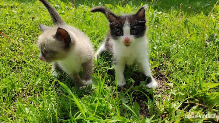 Отдам милейших котиков