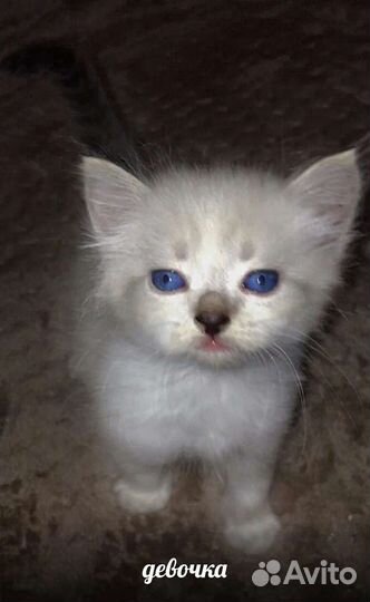 Котята невской маскарадной