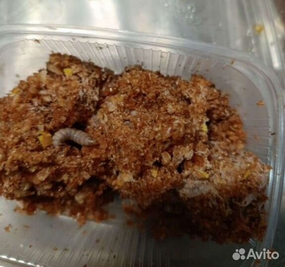 Восковая моль