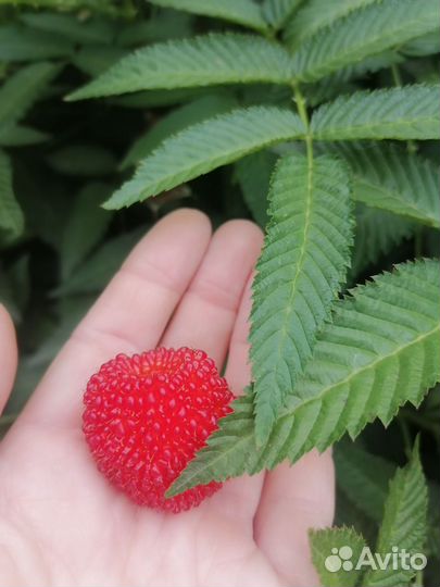 Саженцы ежемалины