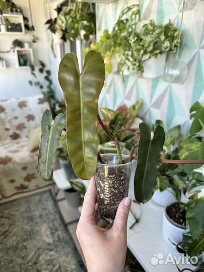 Филодендрон Билли минт/серо-голубой