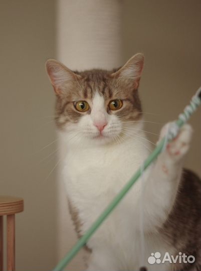 Отдается кошка