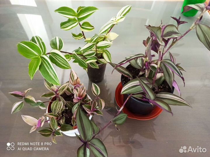 Традесканция, коллизия