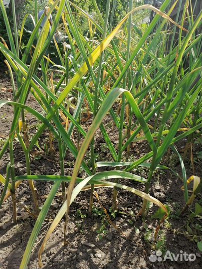 Чеснок озимый