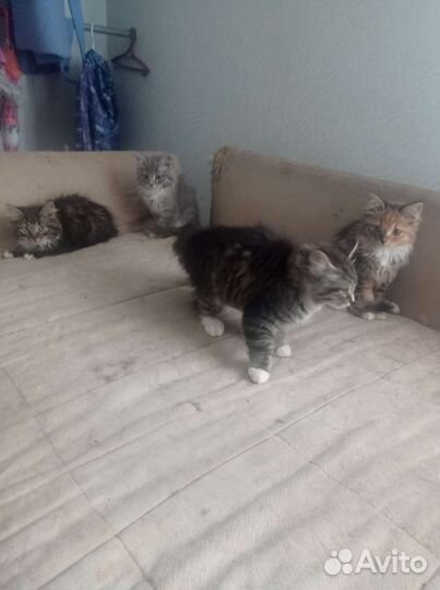 Котята в добрые руки бесплатно