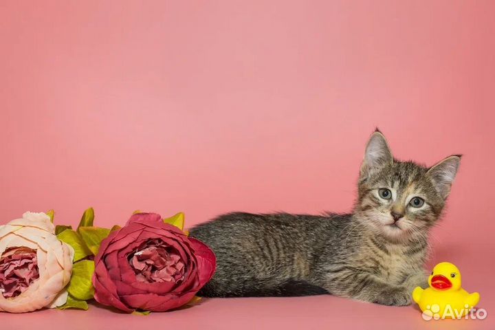 Котенок девочка Полли 2,5 мес ищет дом