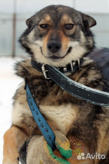 Прелестная Лисичка ищет дом