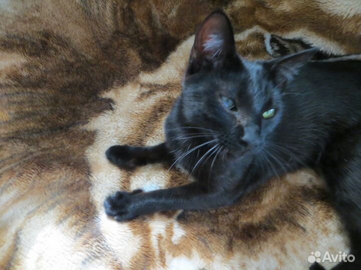 Отдадим кошечку в добрые руки