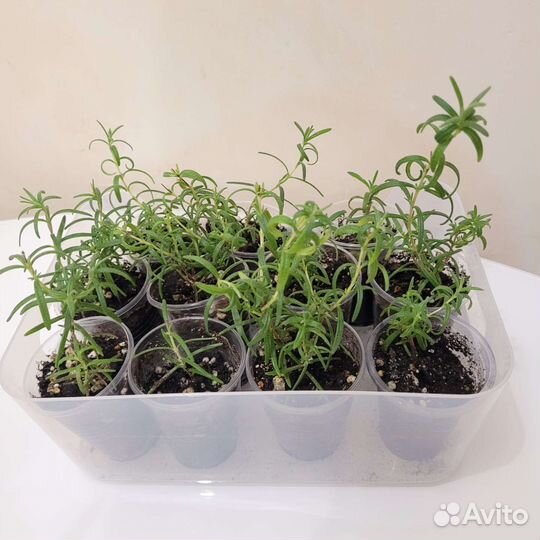 Розмарин (комнатный цветок)