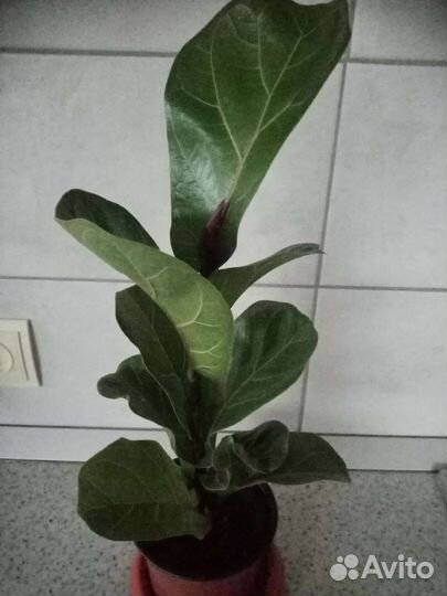 Комнатные растения