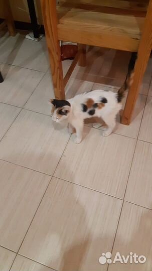 Домашние животные кошки