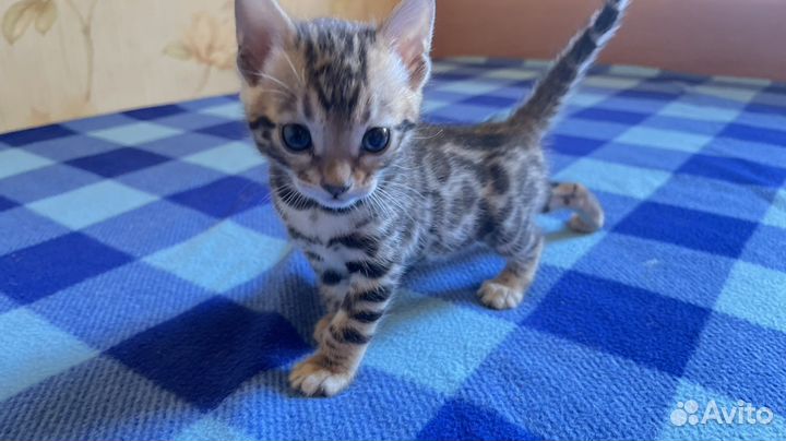 Бенгальская