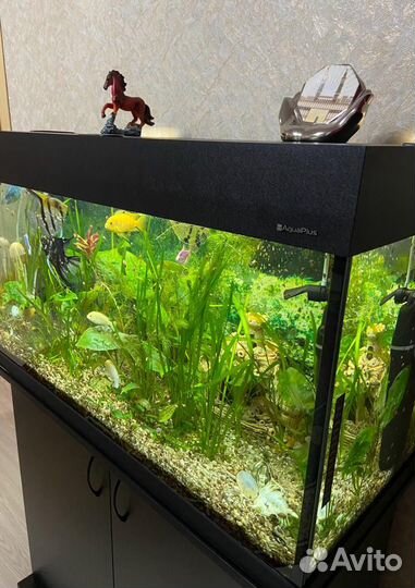 Аквариум