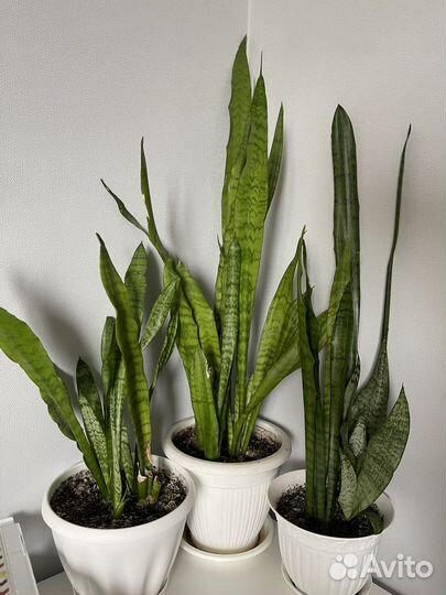 Комнатные растения цветы