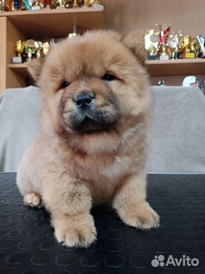 Чау-чау девочки