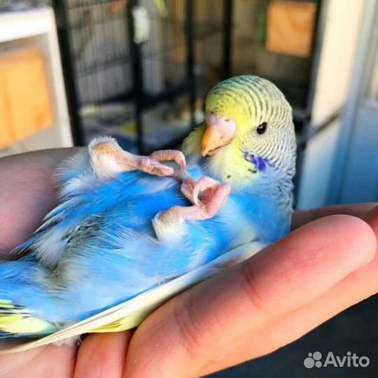 Волнистый попугай ручной