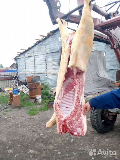 Продам мясо свинина домашняя