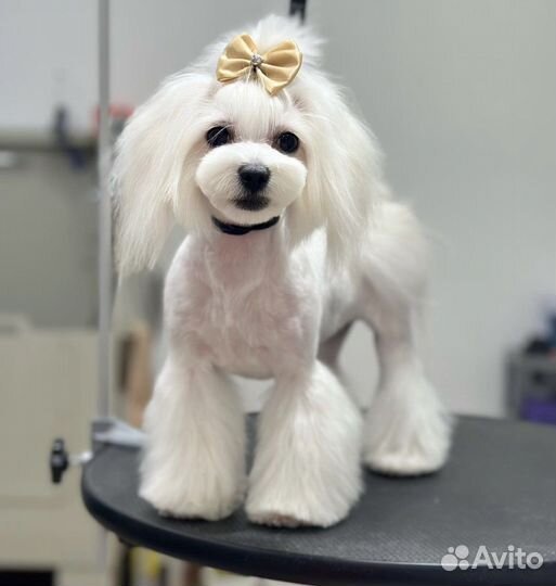 Стрижка собак и кошек (груминг) Комсомольск-на-Аму