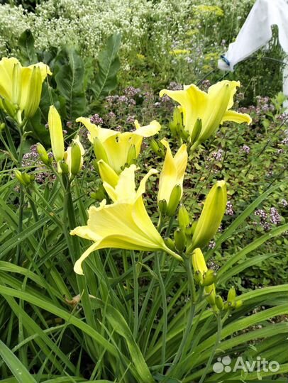 Садовые многолетники