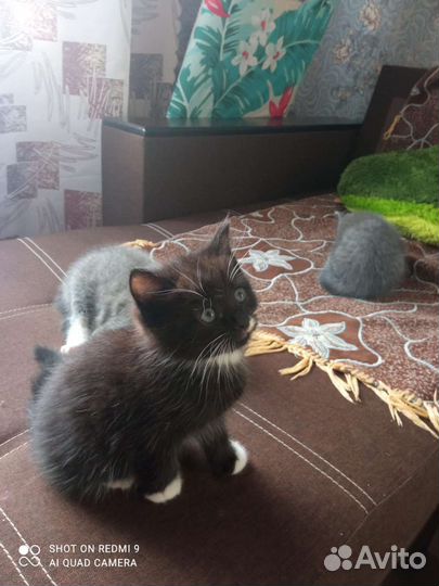 Кошка