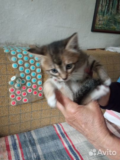 Котята отдам бесплатно
