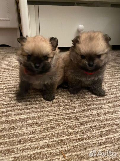 Щенки шпица