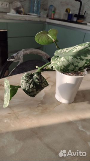 Сцындапсус пиктус