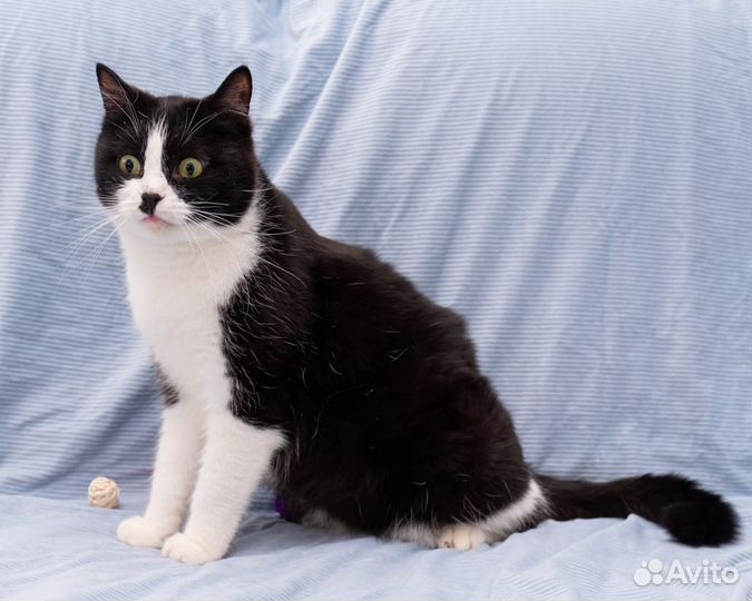 Очаровательный котик