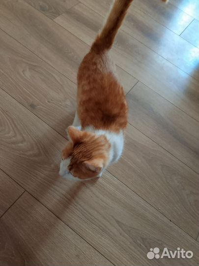 Домашние животные кошки