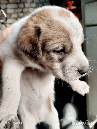 Щенки в добрые руки