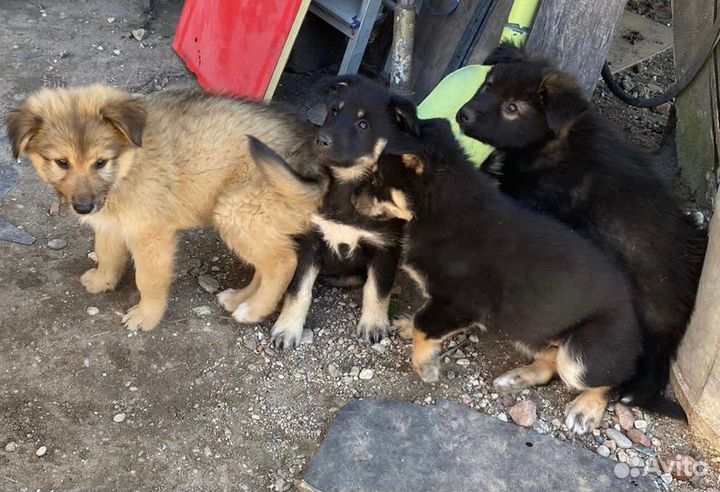 Щенки в добрые руки бесплатно