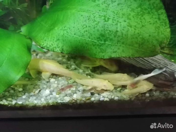 Сомик анциструс (аквариумные рыбки)