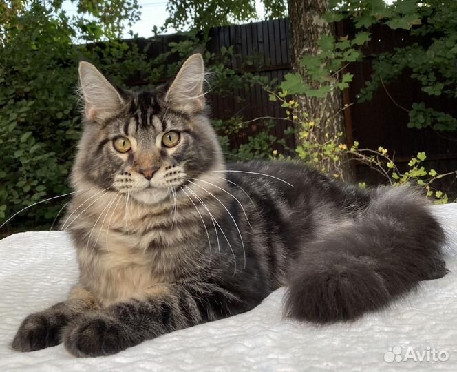 Котята мейн-кун мальчик