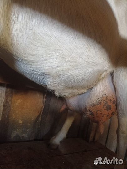 Коза дойная