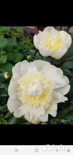 Пионы сортовые делёнки и кусты