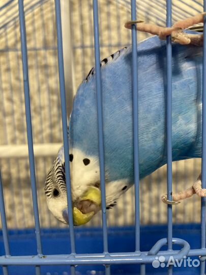 Волнистый попугай с клеткой