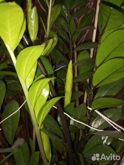 Замиокулькас долларовое дерево