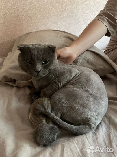 Шотландский кот