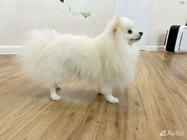 Белый шпиц вязка