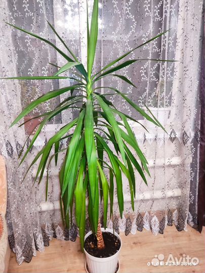 Растение:Юкка