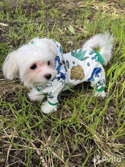 Мальтезе,мальтийская болонка