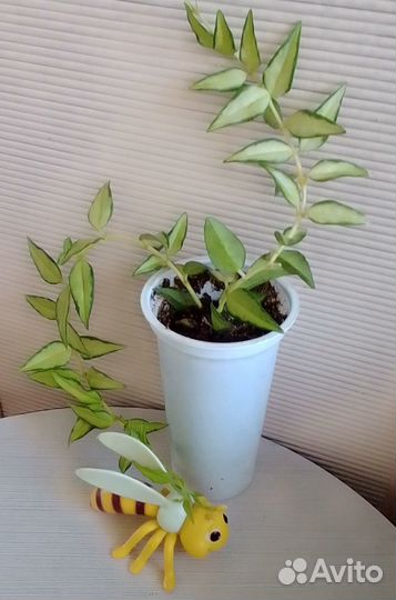 Хойи, срезы