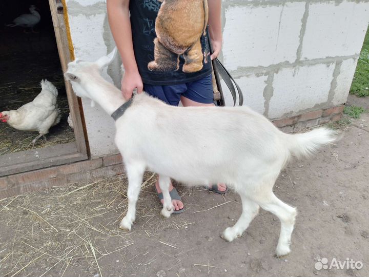 Коза и козлик