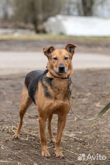 Симпатичная Тайга ищет дом, в добрые руки