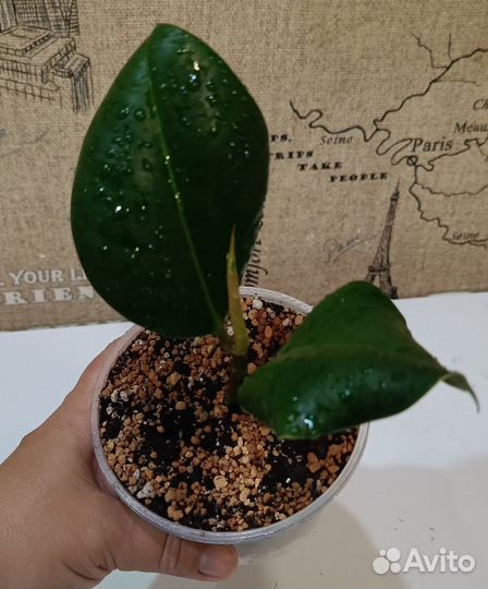 Фикус, пальма, перец комнатный острый