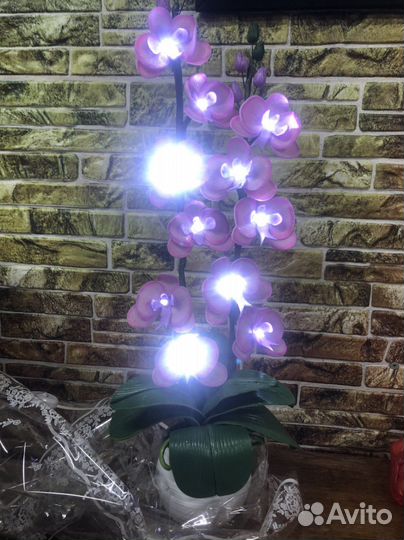 Орхидея фаленопсис