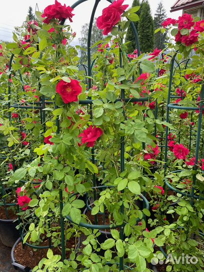 Розы плетистые Фламентанц в горшках 50 л на колонн