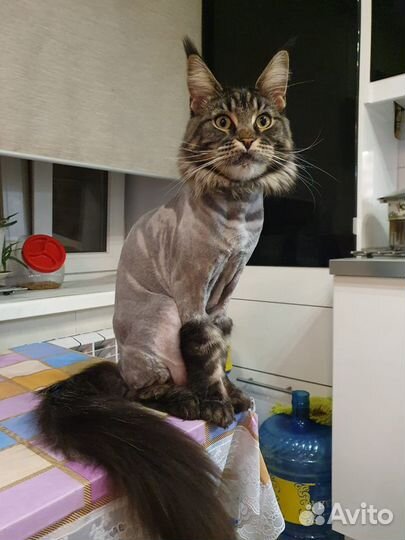 Стрижка котов, кошек и собак (грумер)